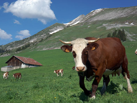 vente de reblochon fermier et tomme de montagne