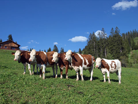 La Croix Fry alpage de Manigod fabrication de reblochon